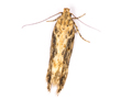 Scrobipalpa ocellatella